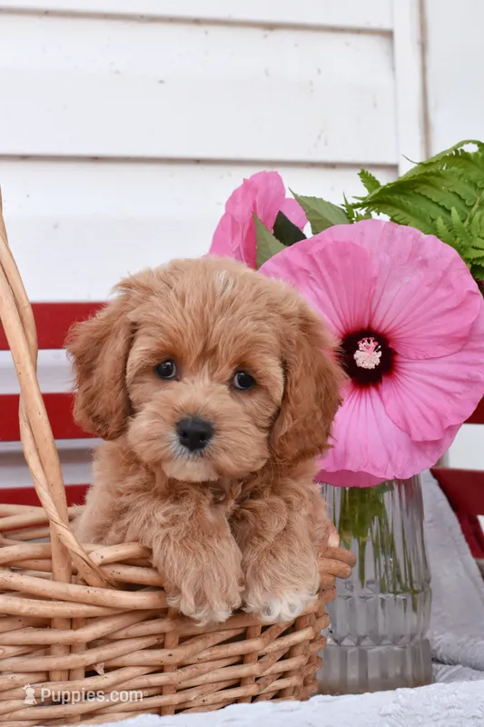 Selena – Cockapoo puppy for sale in Winfield, PA