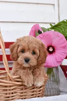 Selena, a female Cockapoo for sale in Winfield, PA – 1 of 4