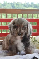 Priscilla, a female Cockapoo for sale in Winfield, PA – 1 of 5