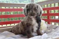 Priscilla, a female Cockapoo for sale in Winfield, PA – 2 of 5