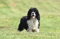 Selena, a female Cockapoo for sale in Winfield, PA – 3 of 4