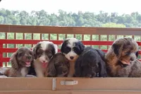 Penny, a female Cockapoo for sale in Winfield, PA – 5 of 5