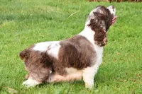 Peter, a male Cockapoo for sale in Winfield, PA – 3 of 5