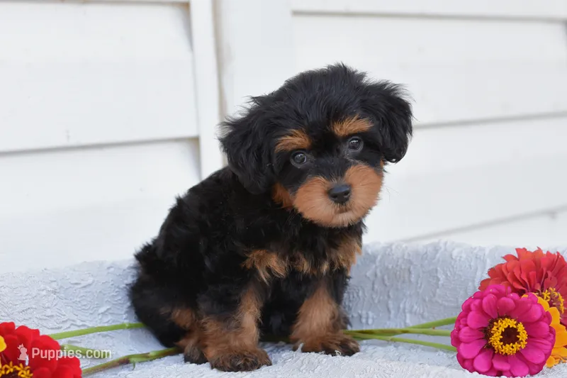 Reba – Yorkipoo puppy for sale in Winfield, PA