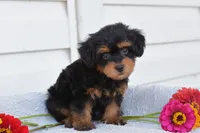 Reba, a female Yorkipoo for sale in Winfield, PA – 1 of 4
