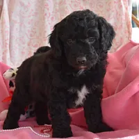 Ned, a male Cockapoo for sale in Winfield, PA – Photo 2 of 2