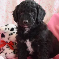 Ned, a male Cockapoo for sale in Winfield, PA – Photo 1 of 2