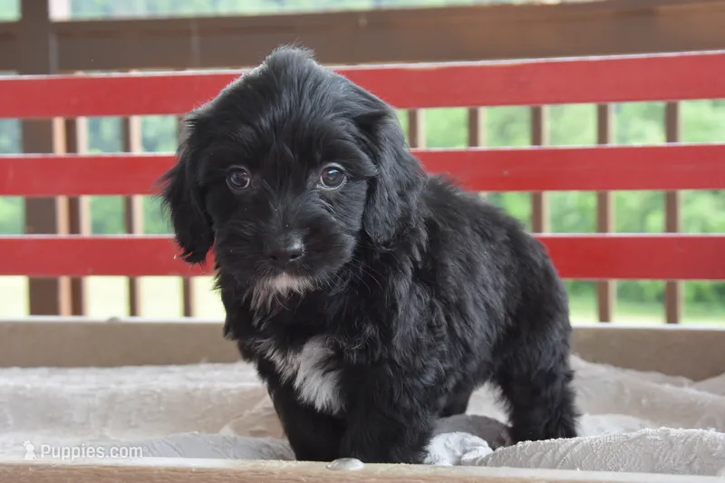 Quinn – Cockapoo puppy for sale in Winfield, PA