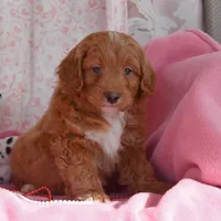 Norman, a male Cockapoo for sale in Winfield, PA – Photo 3 of 3