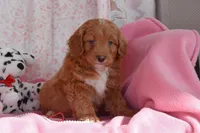 Norman, a male Cockapoo for sale in Winfield, PA – Photo 3 of 3