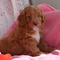 Norman, a male Cockapoo for sale in Winfield, PA – Photo 2 of 3