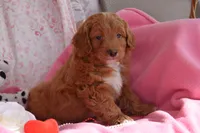 Norman, a male Cockapoo for sale in Winfield, PA – Photo 2 of 3