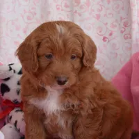 Norman, a male Cockapoo for sale in Winfield, PA – Photo 1 of 3