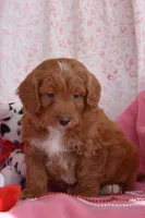 Norman, a male Cockapoo for sale in Winfield, PA – Photo 1 of 3