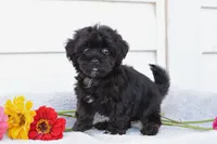 Rover, a male Yorkipoo for sale in Winfield, PA – 2 of 4