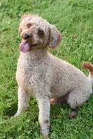 Roger , a male Yorkipoo for sale in Winfield, PA – 4 of 4