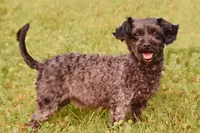 Roger , a male Yorkipoo for sale in Winfield, PA – 3 of 4
