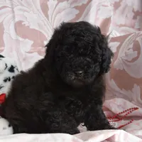 Morris, a male Cockapoo for sale in Winfield, PA – Photo 2 of 4