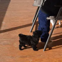 Morris, a male Cockapoo for sale in Winfield, PA – Photo 4 of 4