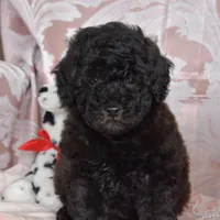 Morris, a male Cockapoo for sale in Winfield, PA – Photo 1 of 4