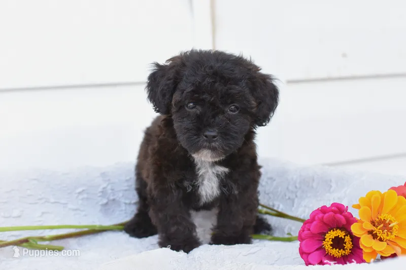 RAVEN – Yorkipoo puppy for sale in Winfield, PA