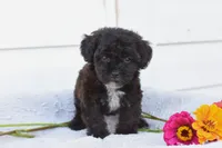 RAVEN, a female Yorkipoo for sale in Winfield, PA – 1 of 4
