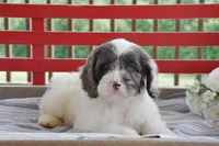 Peter, a male Cockapoo for sale in Winfield, PA – 2 of 5