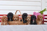 Shannon, a male Cockapoo for sale in Winfield, PA – 4 of 4