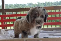 Philip, a male Cockapoo for sale in Winfield, PA – 2 of 6