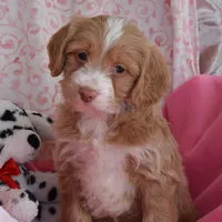 Nora, a female Cockapoo for sale in Winfield, PA – Photo 1 of 2