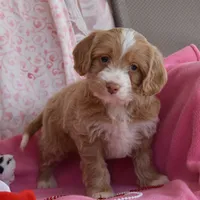 Nora, a female Cockapoo for sale in Winfield, PA – Photo 2 of 2