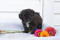 RAVEN, a female Yorkipoo for sale in Winfield, PA – 2 of 4