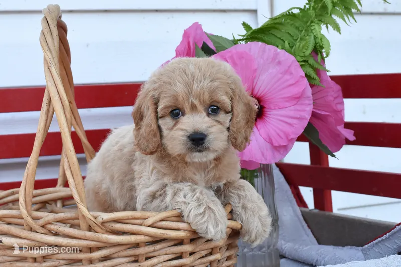 Sage – Cockapoo puppy for sale in Winfield, PA