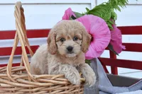 Sage, a female Cockapoo for sale in Winfield, PA – 1 of 4