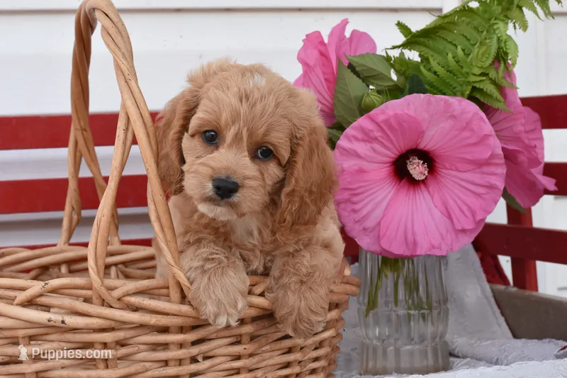 Shannon – Cockapoo puppy for sale in Winfield, PA