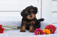 Reba, a female Yorkipoo for sale in Winfield, PA – 2 of 4