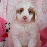 Nicole, a female Cockapoo for sale in Winfield, PA – Photo 2 of 2