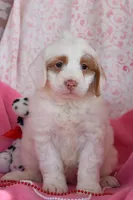 processed/1803e13e-bf07-41b3-af5f-d57fdf6e79d0/listing/f2ce8a97-5cad-4764-9794-dd035226ecc1/6691f4f1-b456-494f-982a-bb20ac4bc370