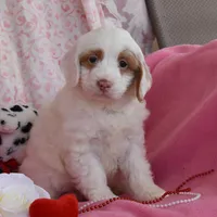 Nicole, a female Cockapoo for sale in Winfield, PA – Photo 1 of 2