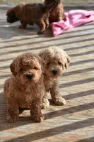 processed/1803e13e-bf07-41b3-af5f-d57fdf6e79d0/listing/fa79eb75-7f43-4a55-84aa-710c2483b5f0/128727ab-4662-44c1-a40d-f0d96fb7009f