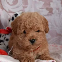 Marcus, a male Cockapoo for sale in Winfield, PA – Photo 2 of 6