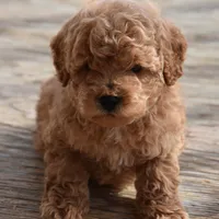 Marcus, a male Cockapoo for sale in Winfield, PA – Photo 4 of 6