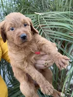 Golden doodle baby sofia, a female Goldendoodle for sale in Modesto, CA – 6 of 6
