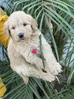 Golden doodle baby sofia, a female Goldendoodle for sale in Modesto, CA – 5 of 6