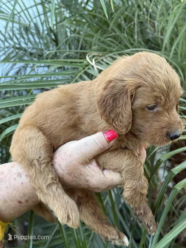 Golden doodle baby sofia – Goldendoodle puppy for sale in Modesto, CA