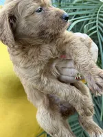 Golden doodle baby sofia, a female Goldendoodle for sale in Modesto, CA – 2 of 6