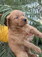 Golden doodle baby sofia, a female Goldendoodle for sale in Modesto, CA – 4 of 6