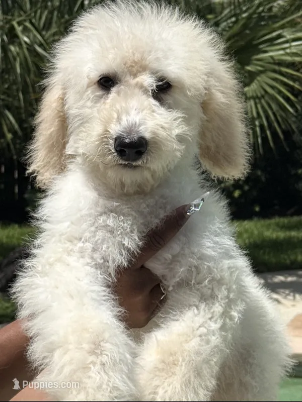 Marshmallow  – Goldendoodle puppy for sale in Houston, TX