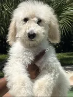 Marshmallow , a male Goldendoodle for sale in Houston, TX – 1 of 3