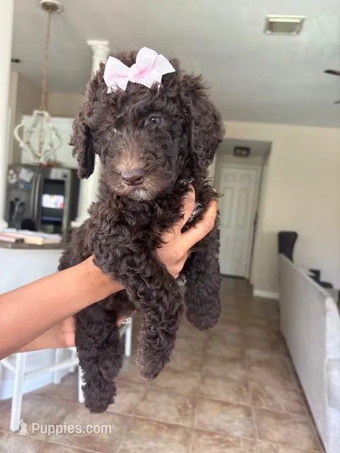 Nutella – Goldendoodle, Poodle - Standard  puppy for sale in Houston, TX